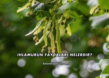 Ihlamurun Faydaları Nelerdir?