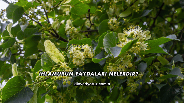 Ihlamurun Faydaları Nelerdir?