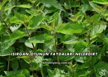 Isırgan Otunun Faydaları Nelerdir?