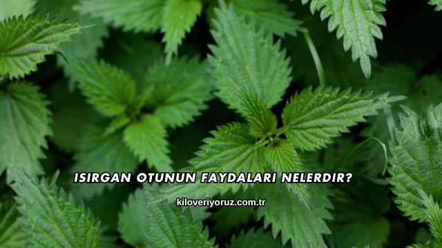 Isırgan Otunun Faydaları Nelerdir?