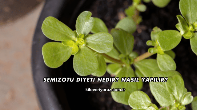 Semizotu Diyeti Nedir? Nasıl Yapılır?